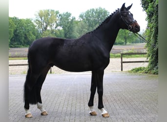 Westfale, Wallach, 5 Jahre, 178 cm, Dunkelbrauner