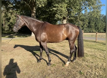 Westfale, Wallach, 5 Jahre, 178 cm, Dunkelbrauner