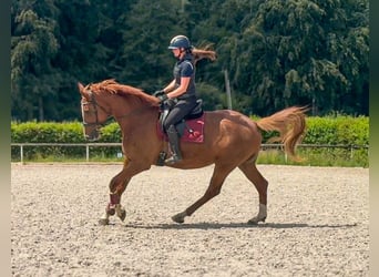 Westfale, Wallach, 5 Jahre, 178 cm, Fuchs