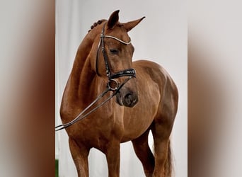 Westfale, Wallach, 5 Jahre, 179 cm, Fuchs