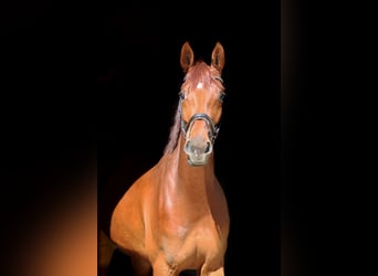 Westfale, Wallach, 5 Jahre, 179 cm, Fuchs