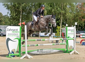 Westfale, Wallach, 5 Jahre, 179 cm, Rappschimmel