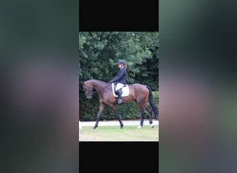 Westfale, Wallach, 5 Jahre, 179 cm, Schwarzbrauner