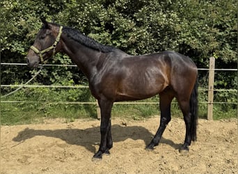 Westfale, Wallach, 5 Jahre, 180 cm, Dunkelbrauner