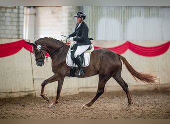 Westfale, Wallach, 5 Jahre, 180 cm, Dunkelfuchs