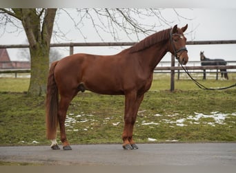 Westfale, Wallach, 5 Jahre, 180 cm, Fuchs