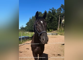 Westfale, Wallach, 5 Jahre, 180 cm, Rappe