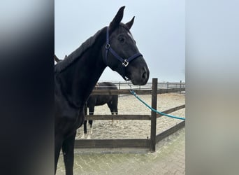 Westfale, Wallach, 5 Jahre, 180 cm, Rappe