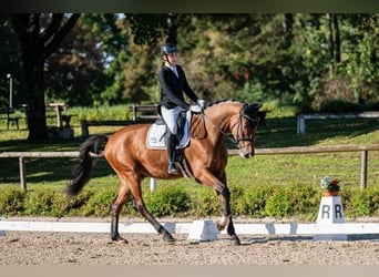 Westfale, Wallach, 5 Jahre, 182 cm, Brauner