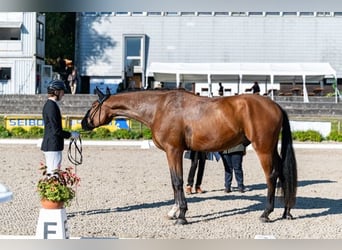 Westfale, Wallach, 5 Jahre, 182 cm, Brauner