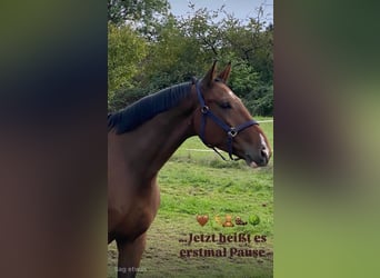 Westfale, Wallach, 5 Jahre, 182 cm, Brauner