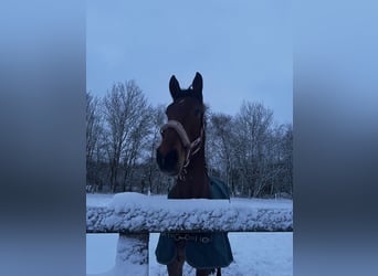 Westfale, Wallach, 5 Jahre, 183 cm, Brauner