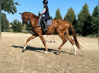 Westfale, Wallach, 5 Jahre, 183 cm, Fuchs