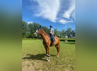 Westfale, Wallach, 5 Jahre, 183 cm, Fuchs