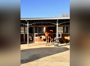 Westfale, Wallach, 5 Jahre, 183 cm, Fuchs