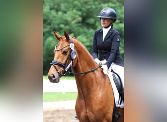 Westfale, Wallach, 5 Jahre, Brauner