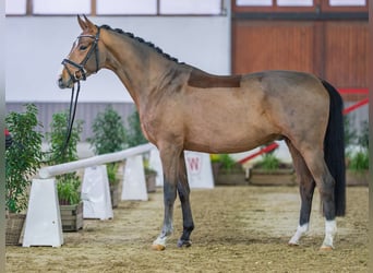 Westfale, Wallach, 5 Jahre, Brauner