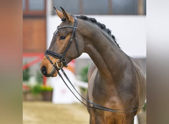 Westfale, Wallach, 5 Jahre, Brauner