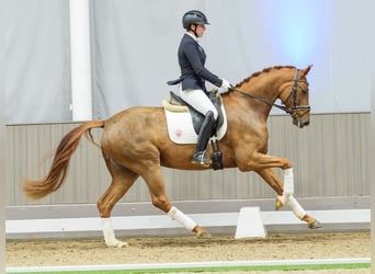 Westfale, Wallach, 5 Jahre, Brauner