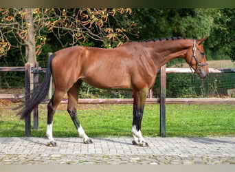 Westfale, Wallach, 5 Jahre, Brauner