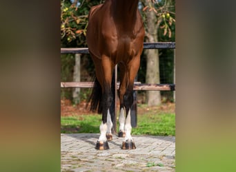 Westfale, Wallach, 5 Jahre, Brauner