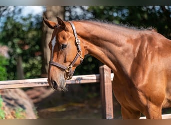 Westfale, Wallach, 5 Jahre, Brauner