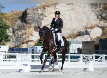Westfale, Wallach, 6 Jahre, 147 cm, Dunkelbrauner