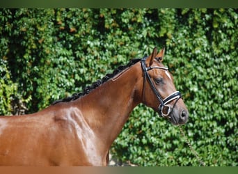 Westfale, Wallach, 6 Jahre, 158 cm, Brauner