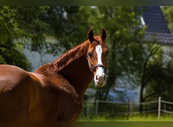 Westfale, Wallach, 6 Jahre, 159 cm, Fuchs
