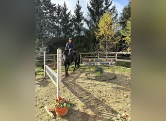 Westfale, Wallach, 6 Jahre, 160 cm, Rappe