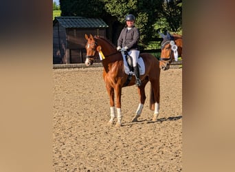 Westfale, Wallach, 6 Jahre, 162 cm, Fuchs