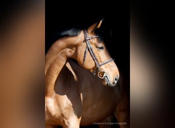 Westfale, Wallach, 6 Jahre, 163 cm, Brauner