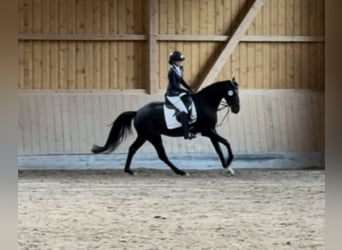 Westfale, Wallach, 6 Jahre, 163 cm, Dunkelbrauner