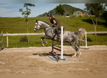 Westfale, Wallach, 6 Jahre, 163 cm, Schimmel