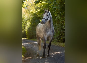 Westfale, Wallach, 6 Jahre, 163 cm, Schimmel