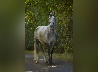 Westfale, Wallach, 6 Jahre, 163 cm, Schimmel
