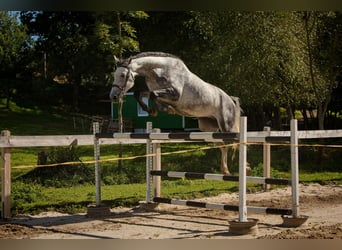 Westfale, Wallach, 6 Jahre, 163 cm, Schimmel