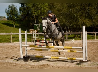 Westfale, Wallach, 6 Jahre, 163 cm, Schimmel