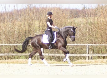 Westfale, Wallach, 6 Jahre, 164 cm, Rappe