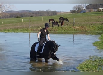 Westfale, Wallach, 6 Jahre, 164 cm, Rappe