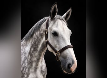 Westfale, Wallach, 6 Jahre, 165 cm, Blauschimmel