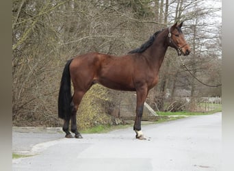 Westfale, Wallach, 6 Jahre, 165 cm, Brauner