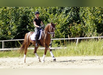 Westfale, Wallach, 6 Jahre, 165 cm, Dunkelfuchs