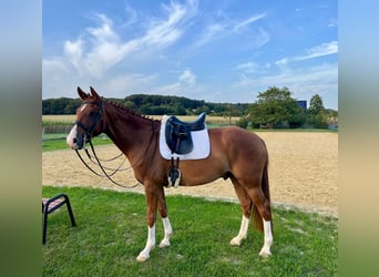 Westfale, Wallach, 6 Jahre, 165 cm, Fuchs