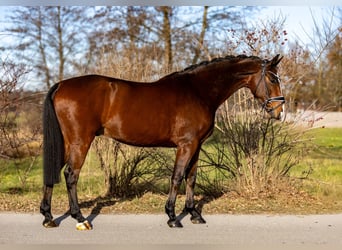 Westfale, Wallach, 6 Jahre, 166 cm, Brauner