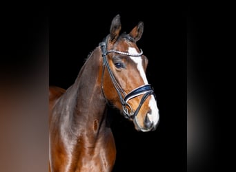 Westfale, Wallach, 6 Jahre, 166 cm, Brauner