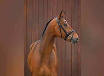 Westfale, Wallach, 6 Jahre, 166 cm, Brauner