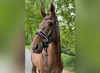 Westfale, Wallach, 6 Jahre, 166 cm, Dunkelfuchs