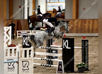 Westfale, Wallach, 6 Jahre, 166 cm, Schimmel