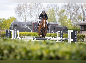 Westfale, Wallach, 6 Jahre, 166 cm